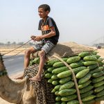 Cucumber Camel on the Highway: Boy’s Surreal Sculpture Stuns Onlookers! 🥒🐪 #StreetArt #EphemeralArt #CucumberMasterpiece